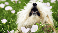 fluffy-small-dog-in-flower-field