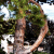 Bent Tree