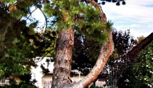 Bent Tree