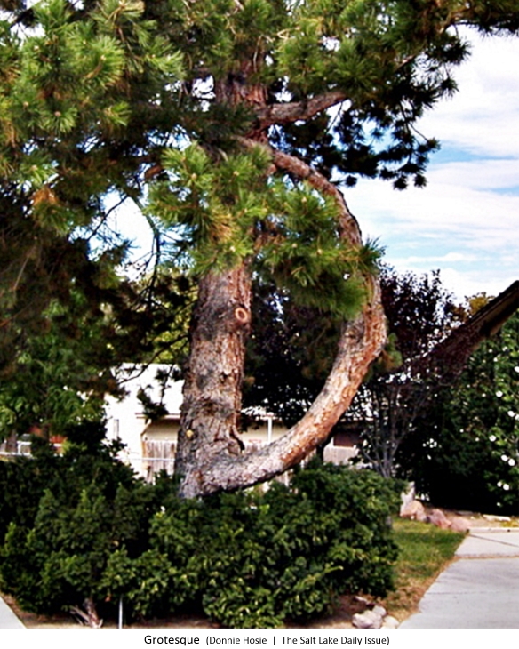 bent-tree-584x7304